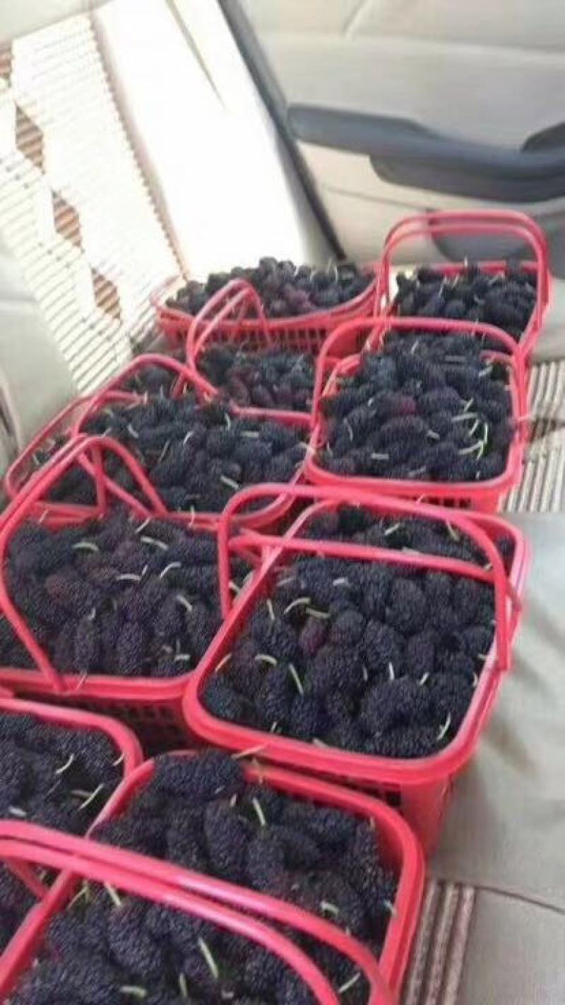 大叶桑现货