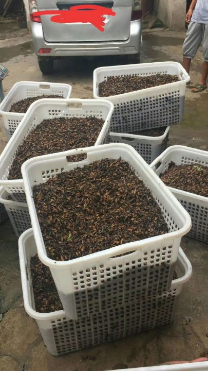 昆虫本草，直供药企，收购批发