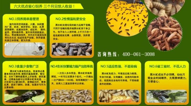 昆虫本草，直供药企，收购批发