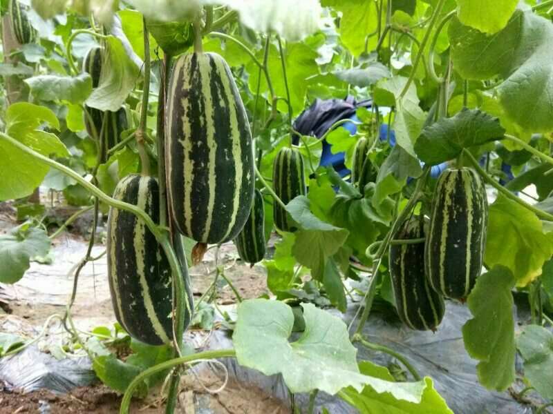 羊角蜜甜瓜精品1斤以上
