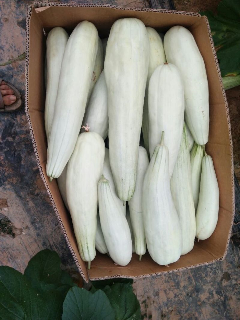 羊角蜜甜瓜精品1斤以上