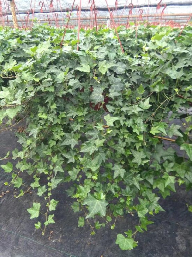常春藤盆花带盆栽好30cm以下