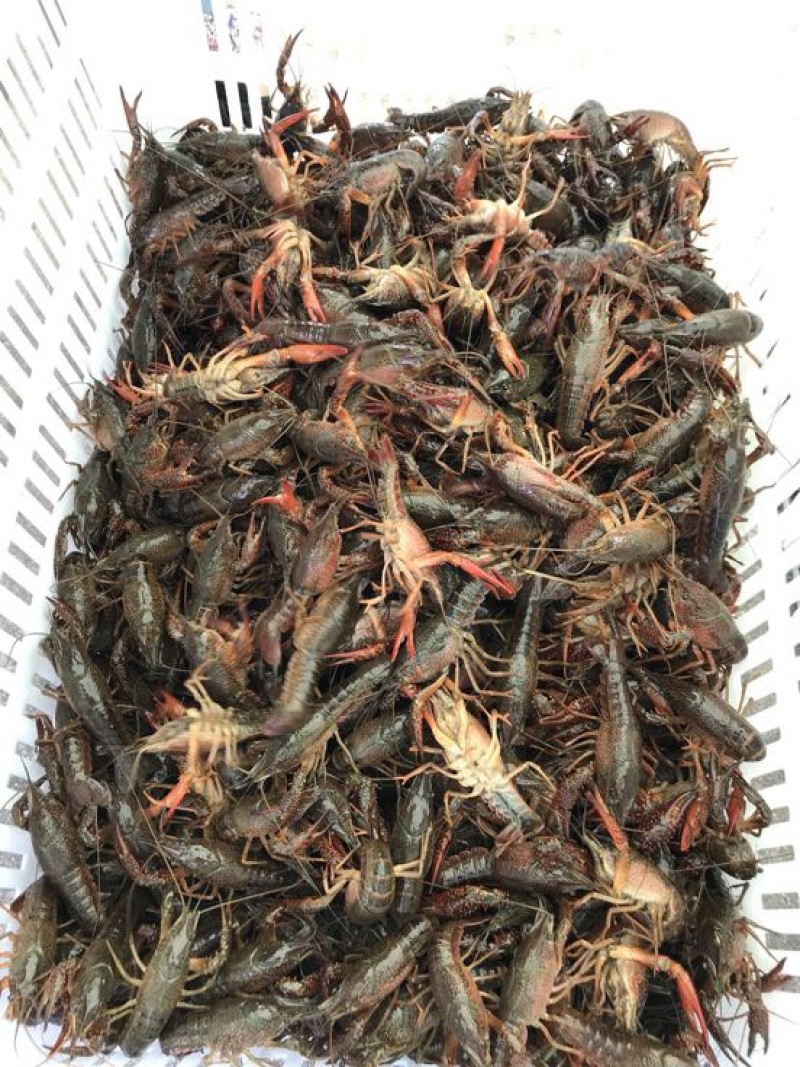 克氏原螯虾4-6钱（20-30克）活虾小龙虾主养