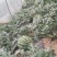 【耐运输】甜王西瓜8斤打底8成熟1茬，大量现货质量保证