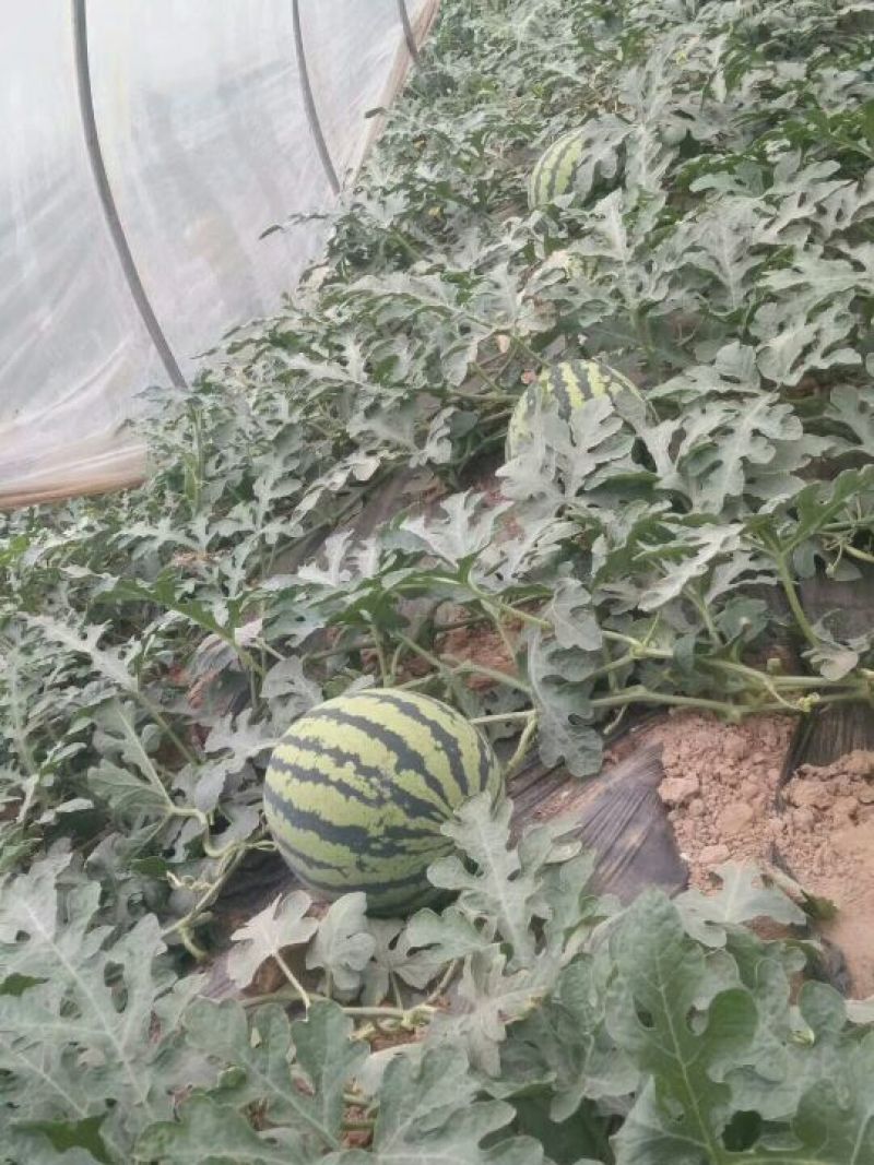 【耐运输】甜王西瓜8斤打底8成熟1茬，大量现货质量保证