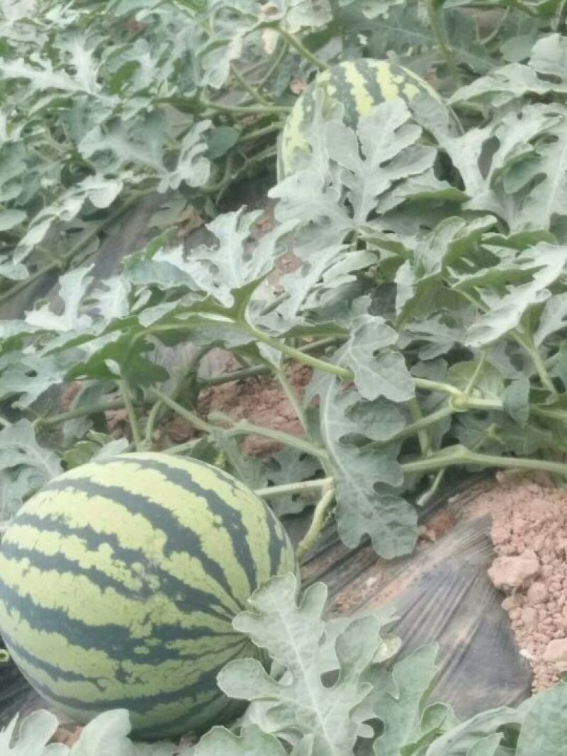 【耐运输】甜王西瓜8斤打底8成熟1茬，大量现货质量保证