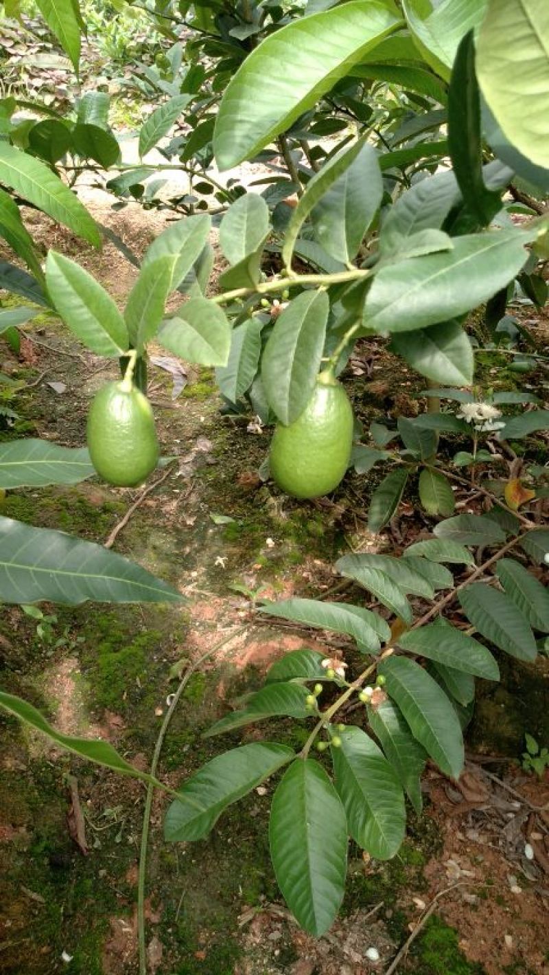 柠檬苗30~50cm