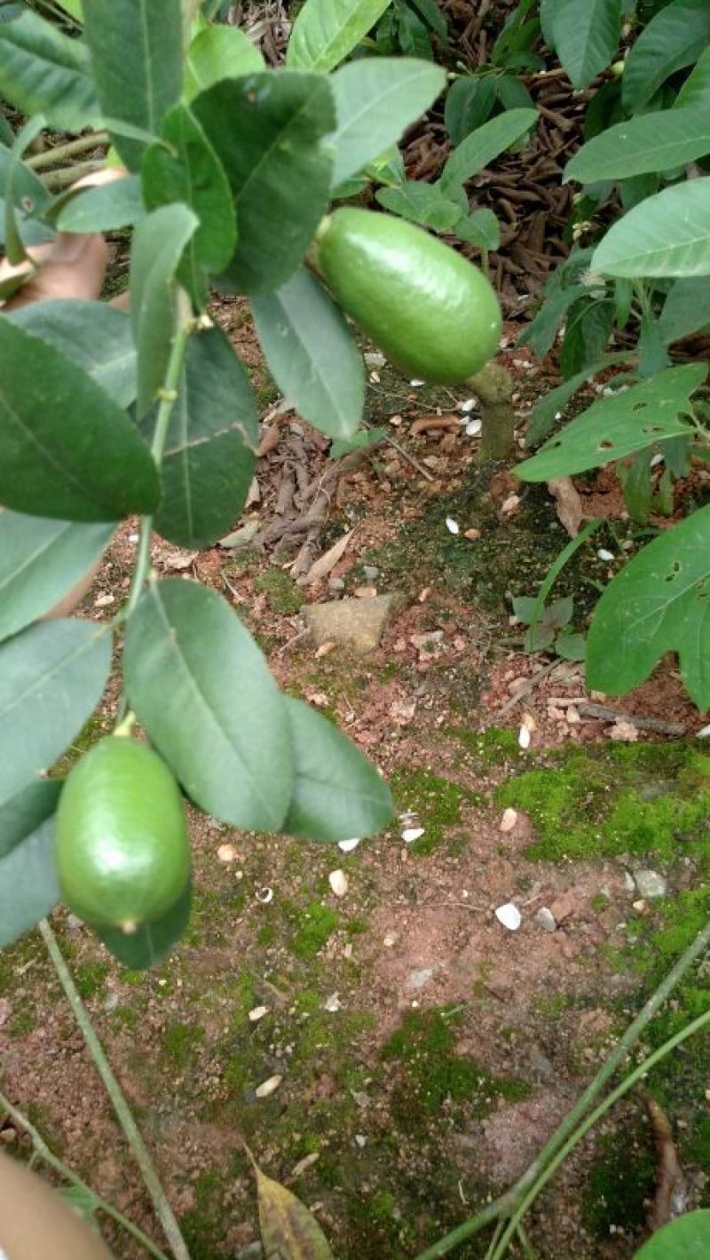 柠檬苗30~50cm