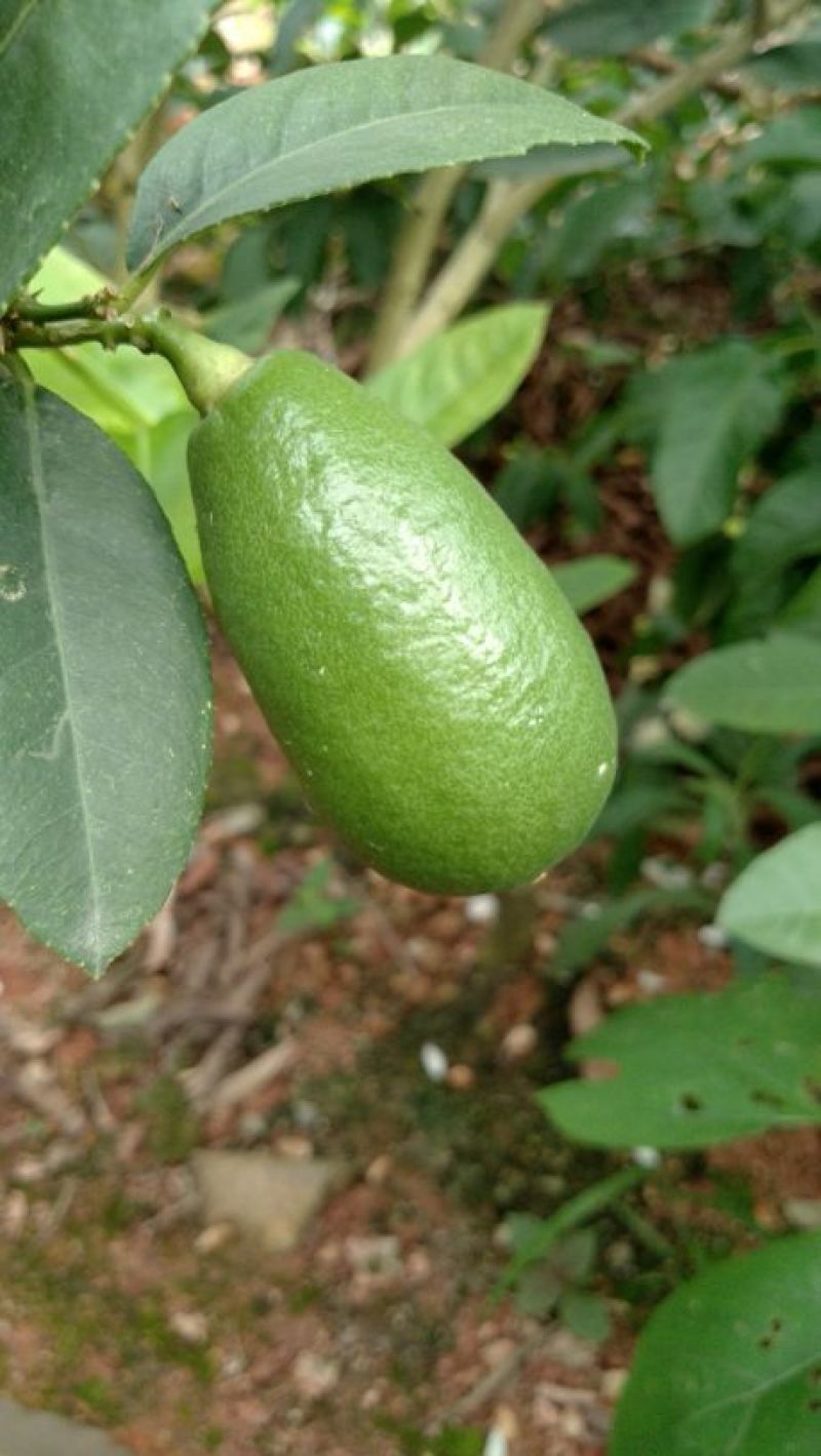 柠檬苗30~50cm