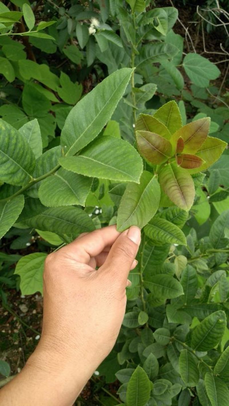 柠檬苗30~50cm