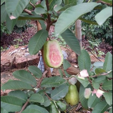西瓜番石榴苗30~50cm