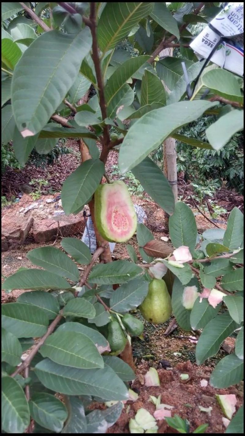 西瓜番石榴苗30~50cm