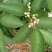 西瓜番石榴苗30~50cm