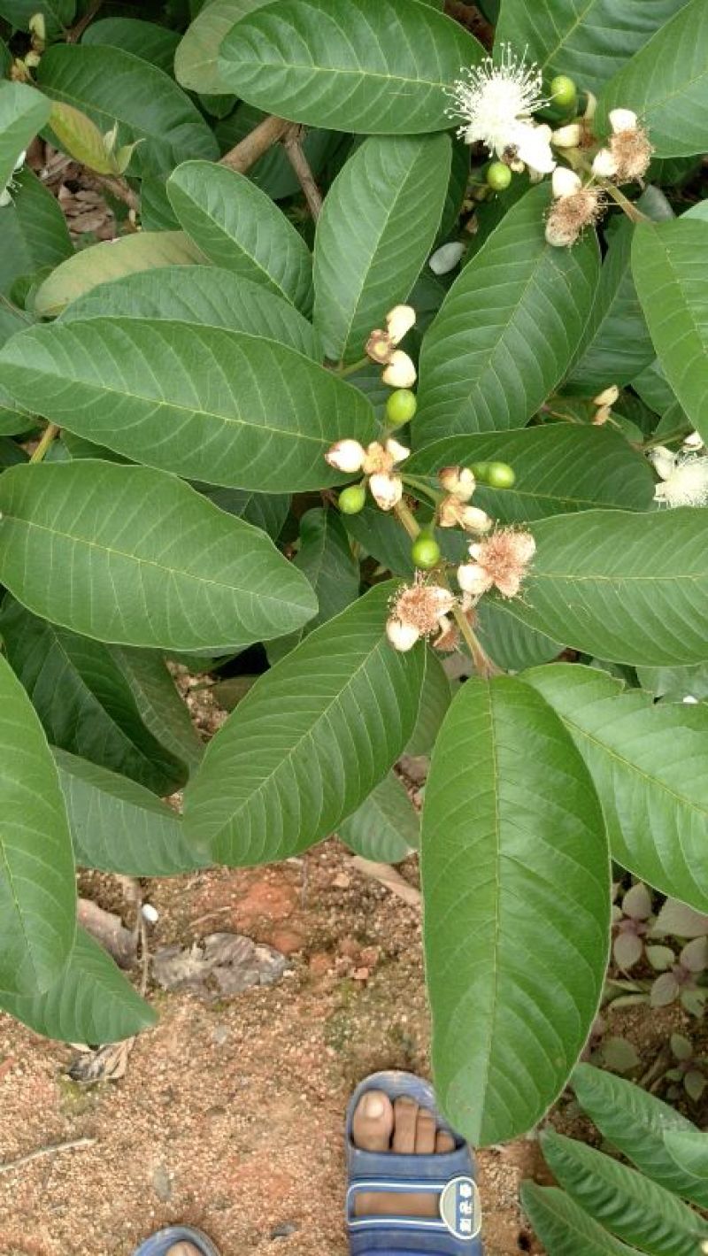 西瓜番石榴苗30~50cm