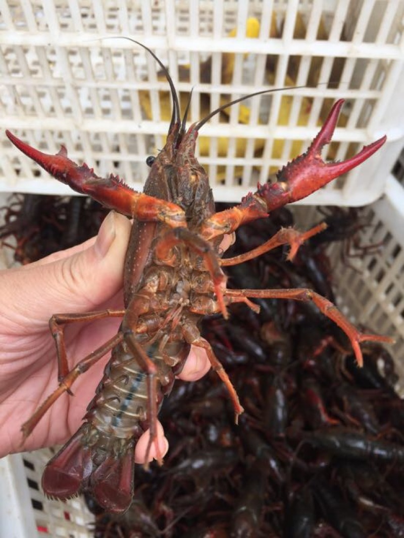 龙虾8~12只/kg