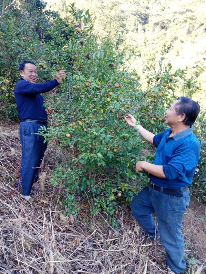 油茶籽99%以上