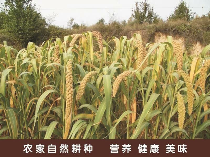黄金米袋装