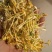 金银花云南野生干货现货