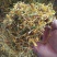 金银花云南野生干货现货