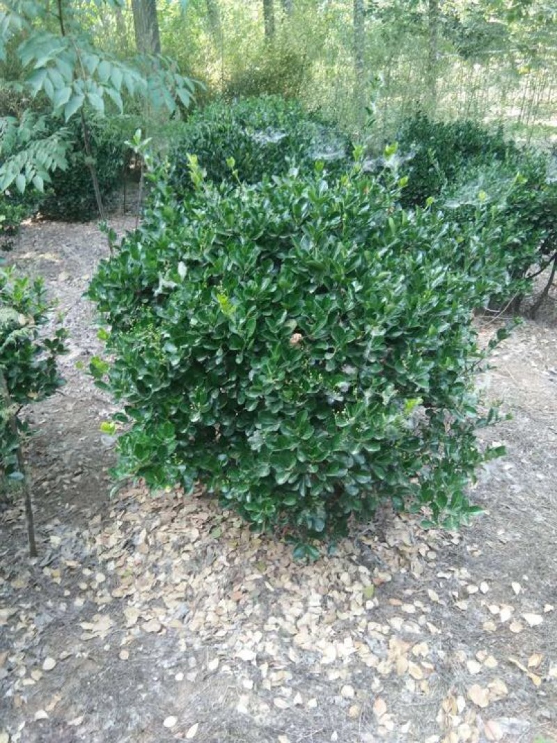 大叶黄杨球4~6cm4~6cm0.5~1米