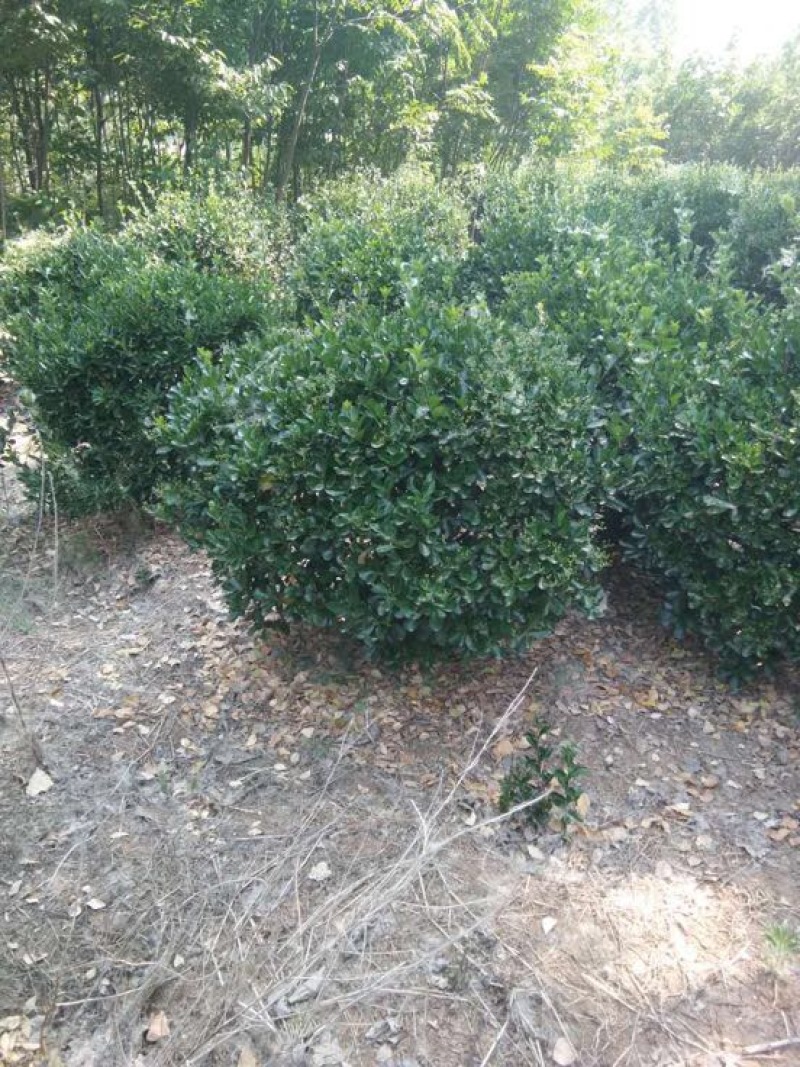大叶黄杨球4~6cm4~6cm0.5~1米