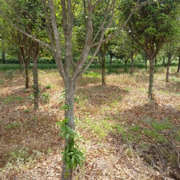金桂花树苗120cm以上