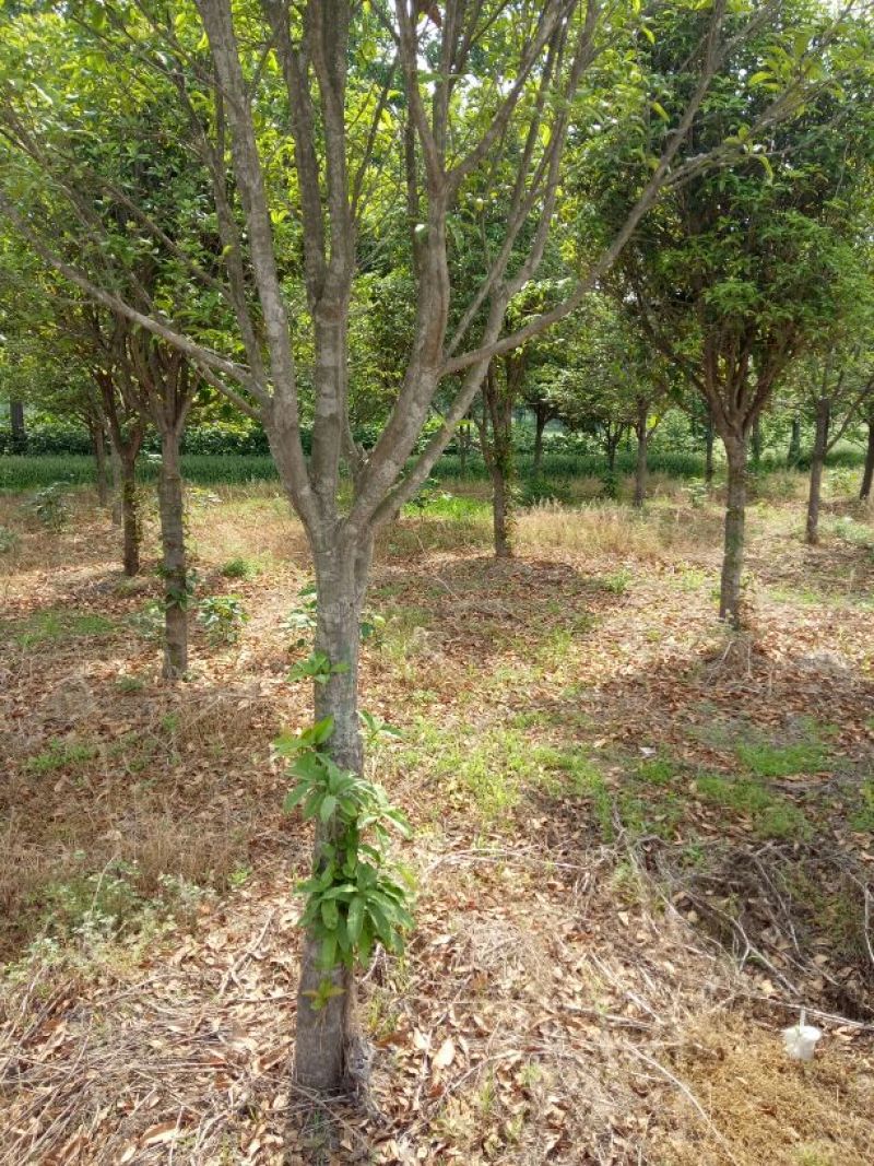 金桂花树苗120cm以上
