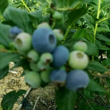 蓝莓鲜果12~14mm以上