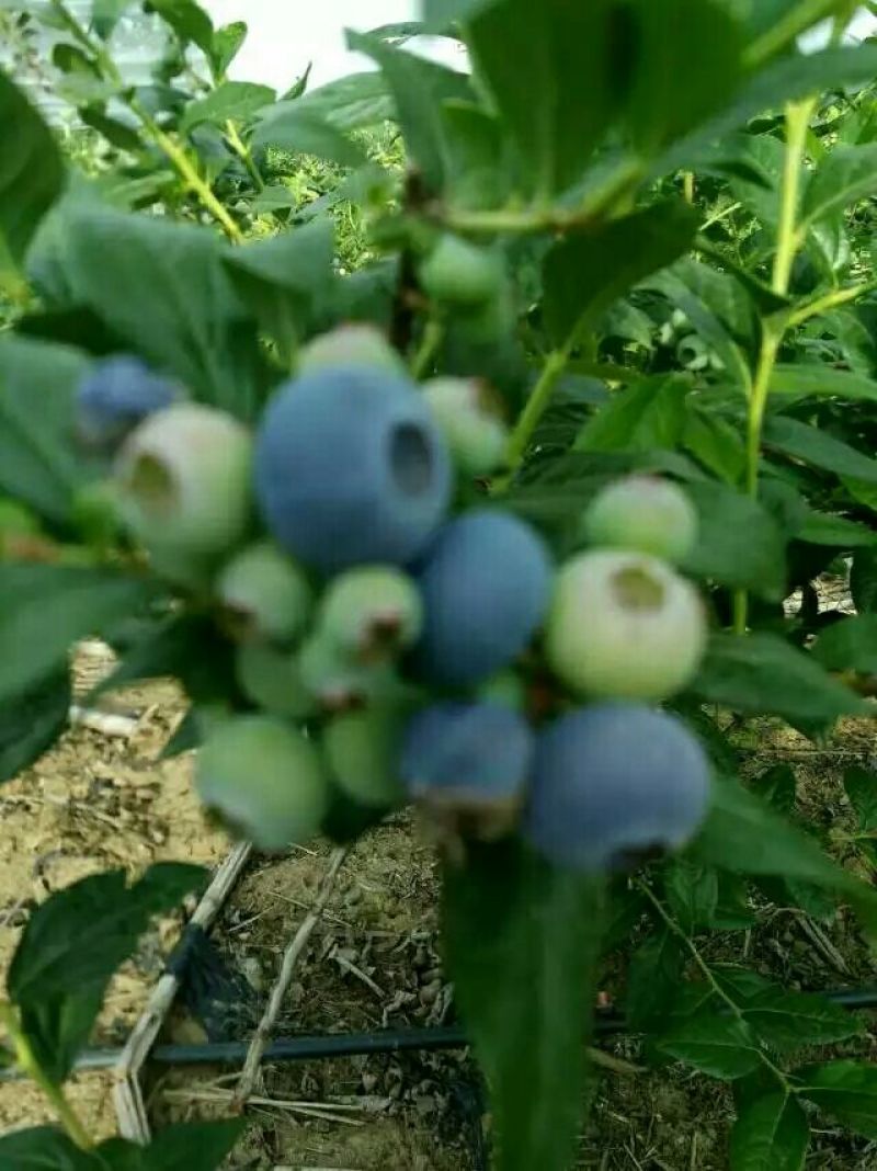 蓝莓鲜果12~14mm以上
