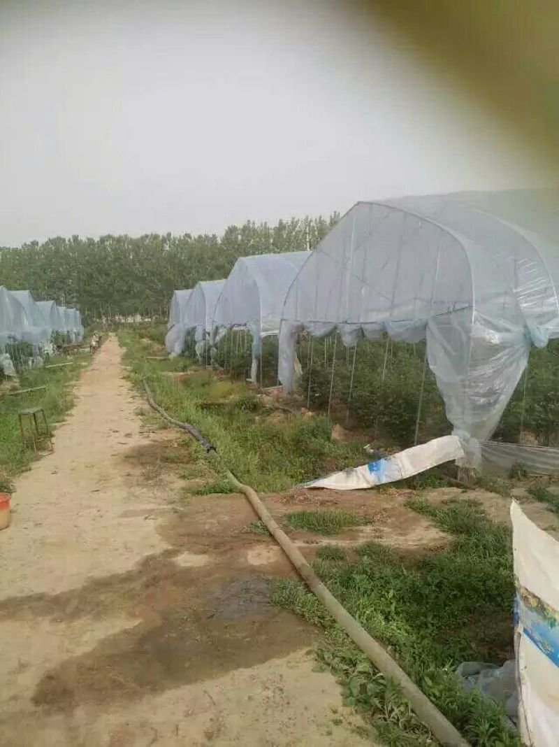 蓝莓鲜果12~14mm以上