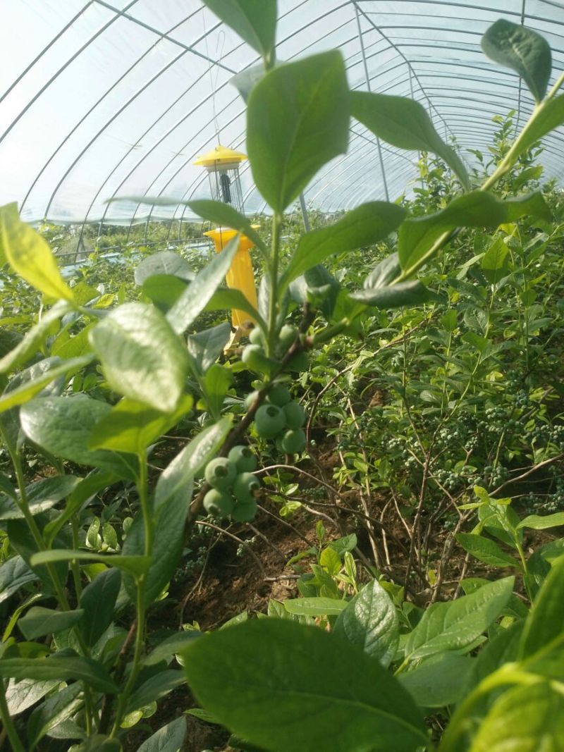 蓝莓鲜果12~14mm以上