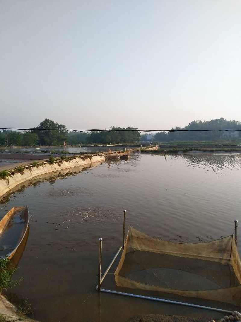 乌鱼又称黑鱼，淡水养殖基地直供，提供技术