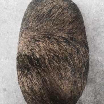 猪宝