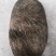 猪宝