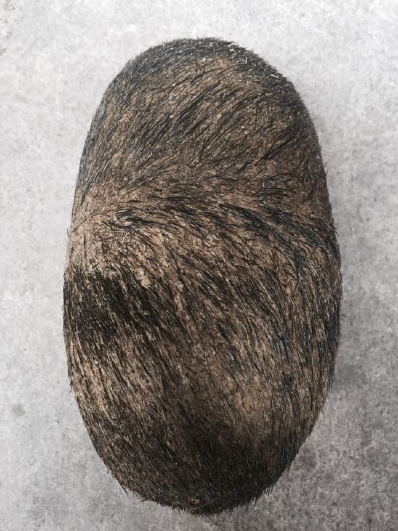 猪宝