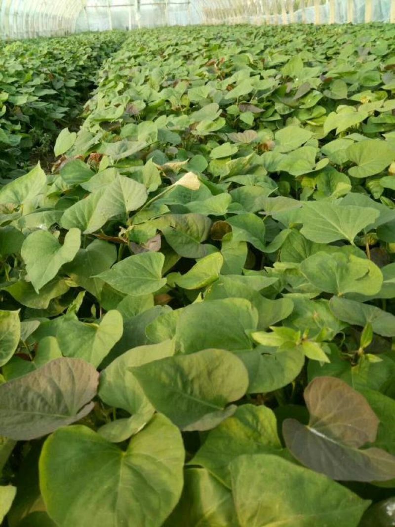 农科院，脱毒一点红红薯苗，冰淇淋红薯苗，大量供应基地直供