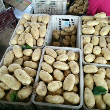 聊城万亩蔬菜基地荷兰十五土豆3两以上精品黄皮黄心土