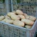 聊城万亩蔬菜基地荷兰十五土豆3两以上精品黄皮黄心土