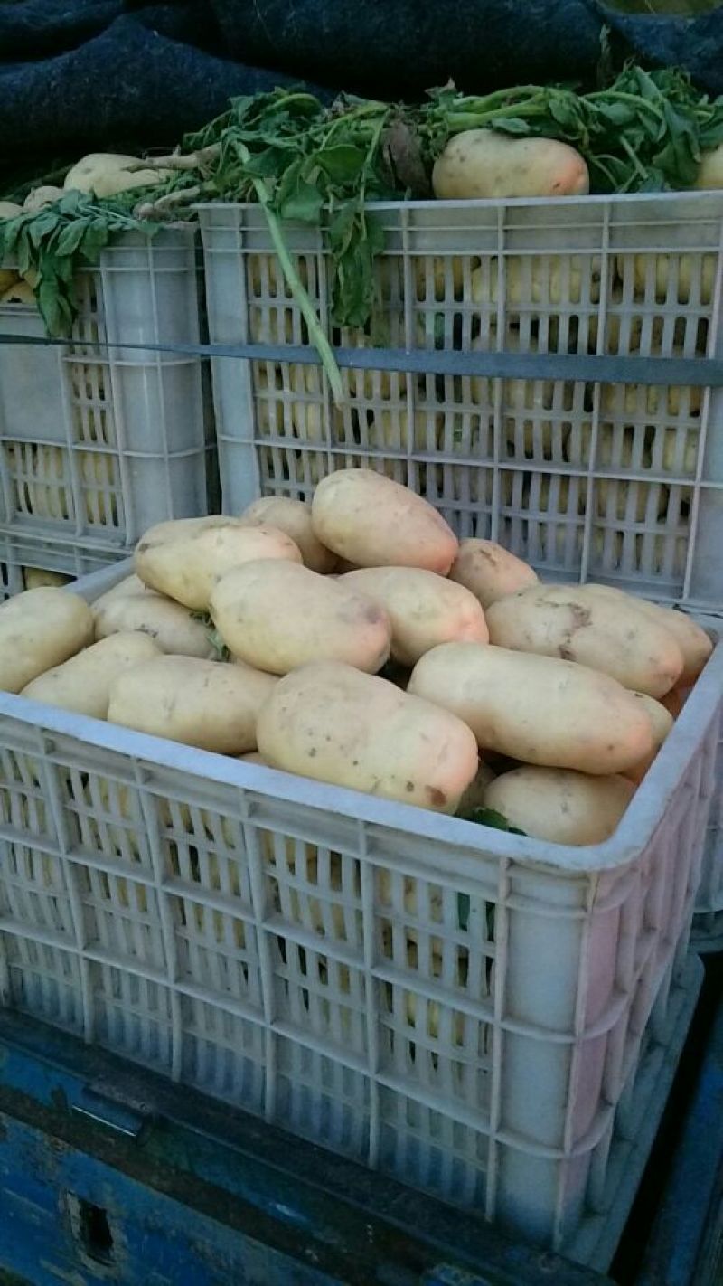 聊城万亩蔬菜基地荷兰十五土豆3两以上精品黄皮黄心土