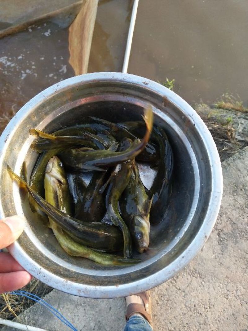 【推荐】本地杂交黄骨鱼苗，基地直供，量大从优，欢迎订购