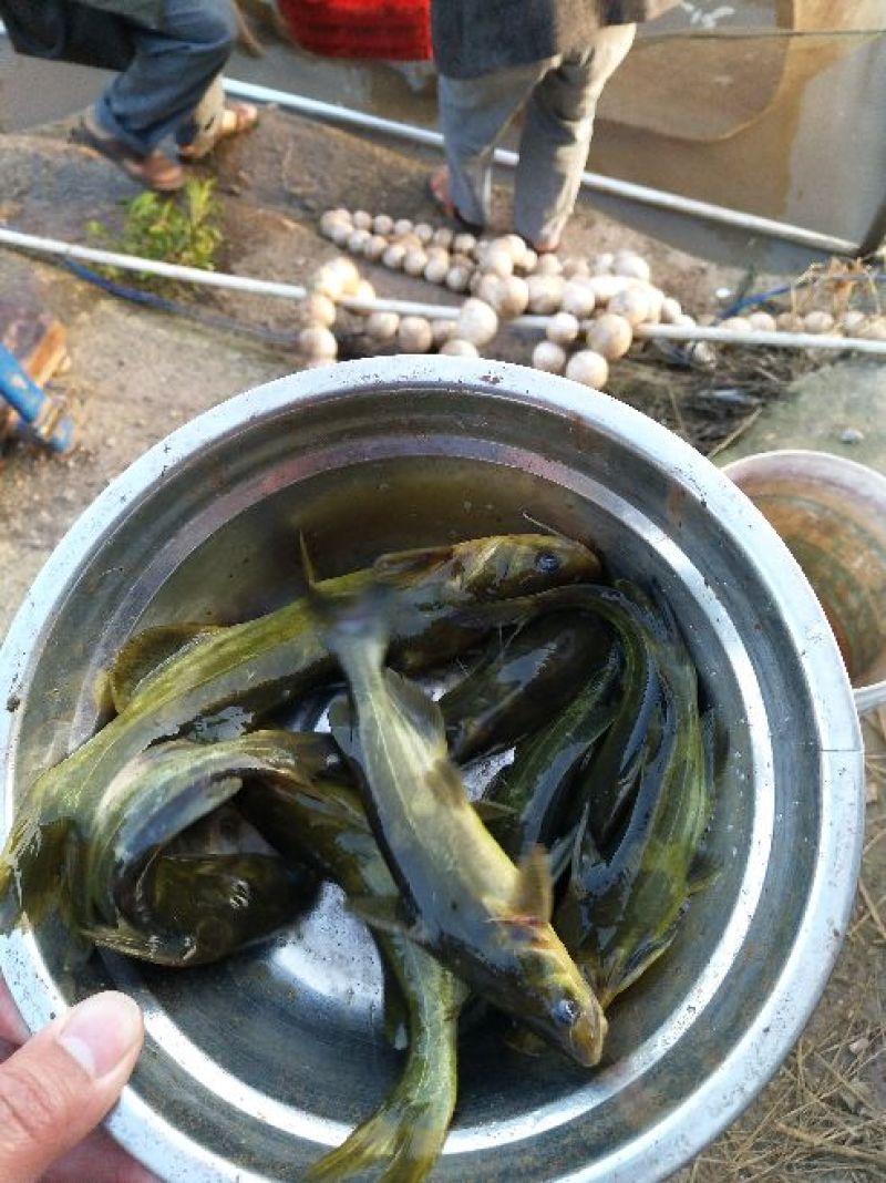 【推荐】本地杂交黄骨鱼苗，基地直供，量大从优，欢迎订购