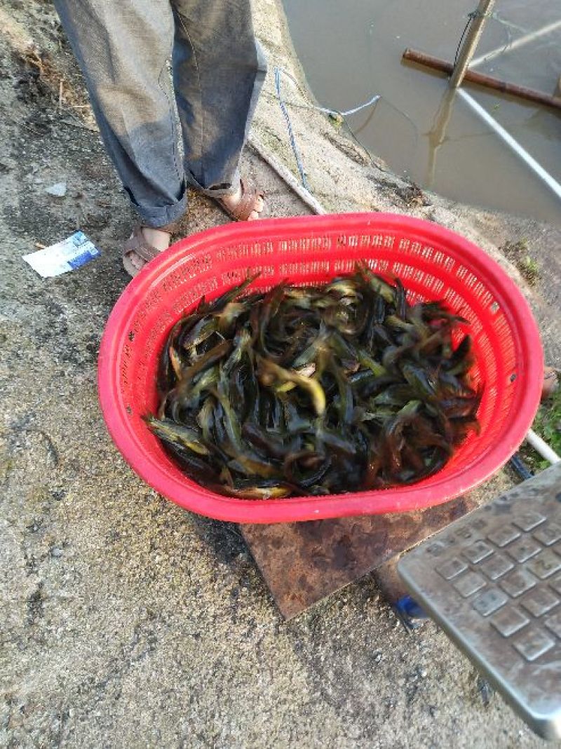 【推荐】本地杂交黄骨鱼苗，基地直供，量大从优，欢迎订购