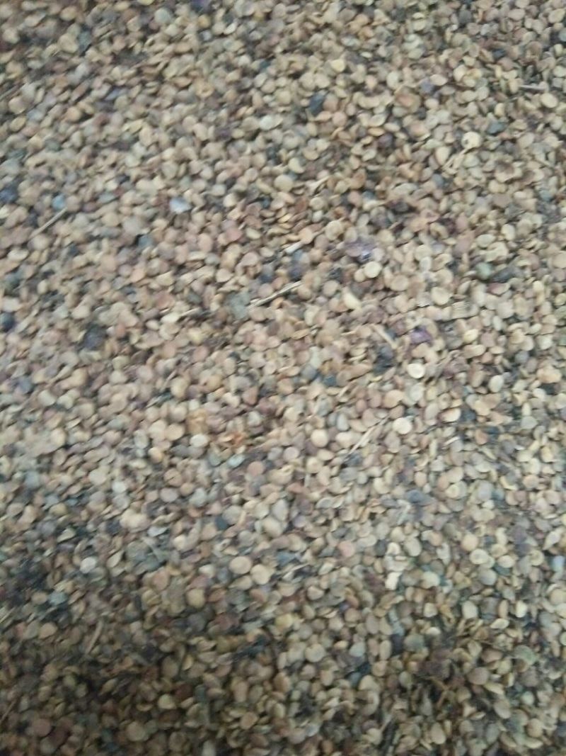 水洗黑枸杞粒饱芽率高