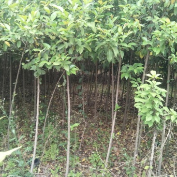 大叶女贞4cm以下