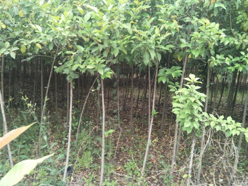 大叶女贞4cm以下