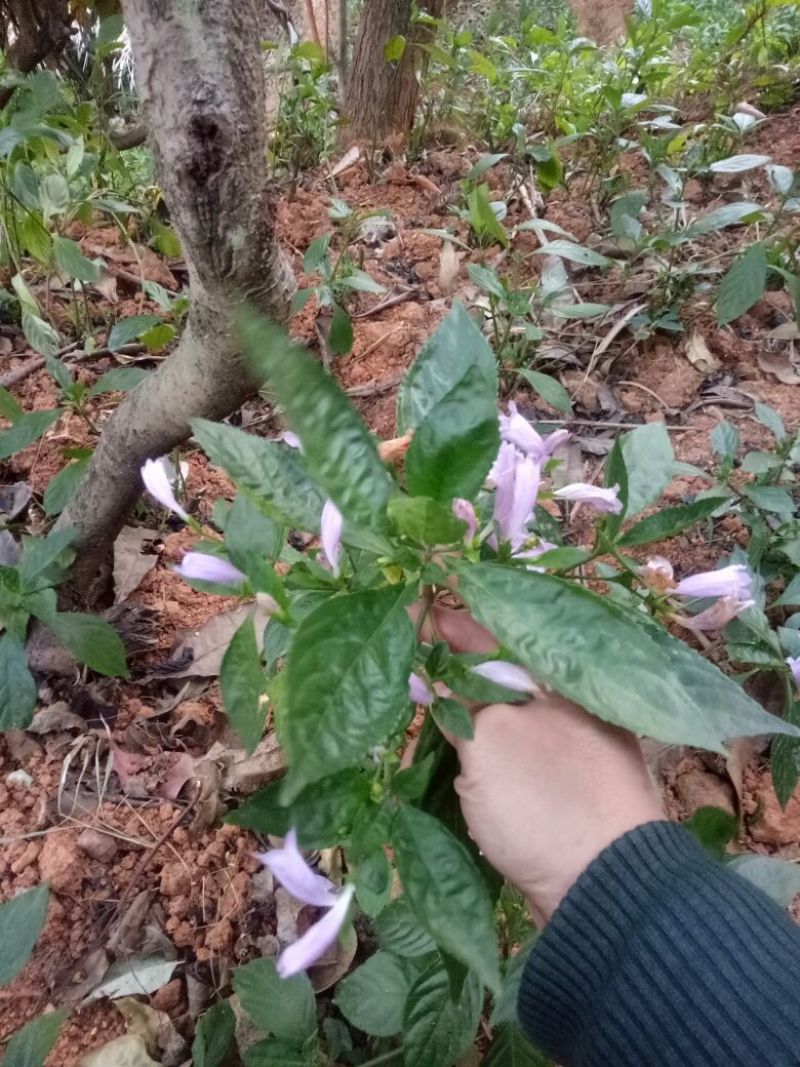 青黛福建产地直供一手货源
