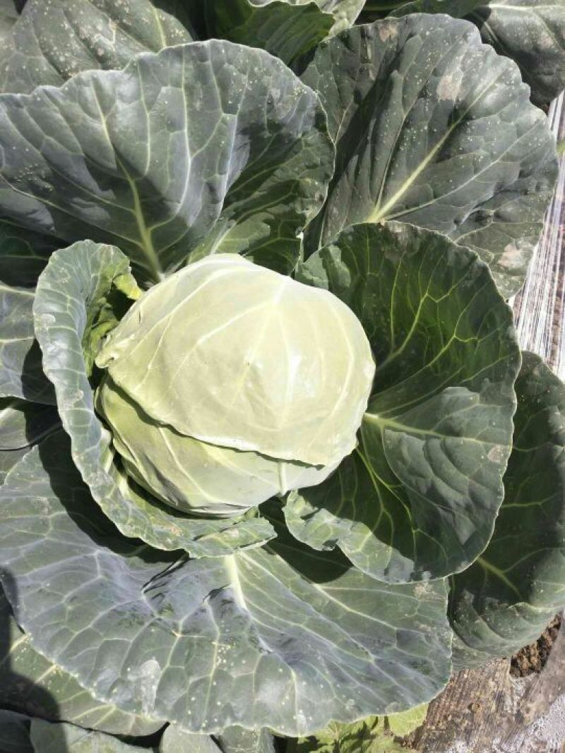 产地直发，甘蓝又名：葵花白菜、包心菜、洋白，品质有保证，
