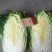 大白菜上市了