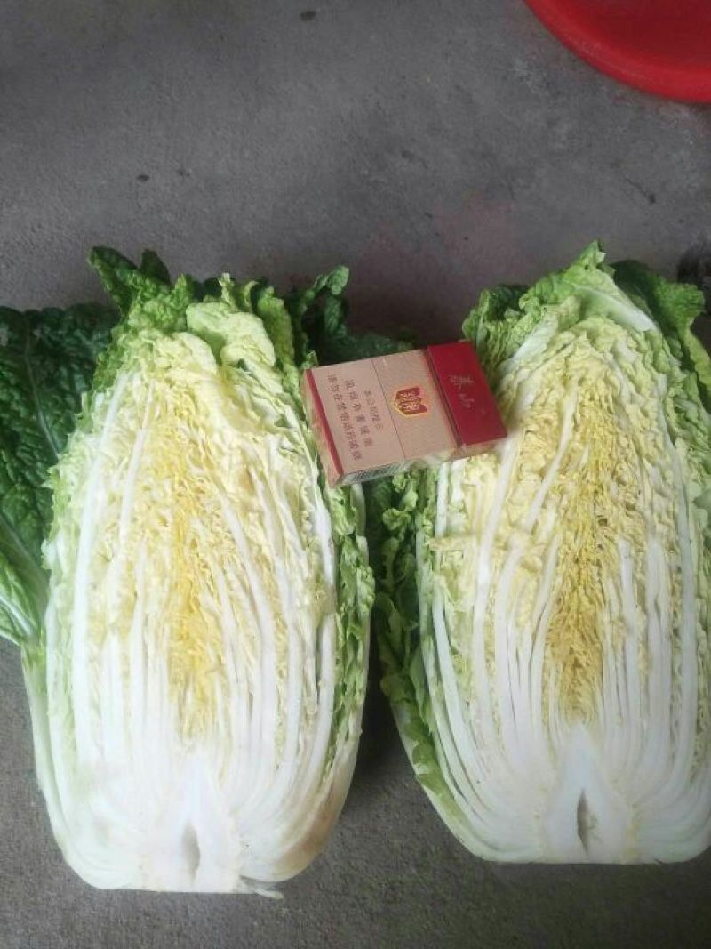 大白菜上市了