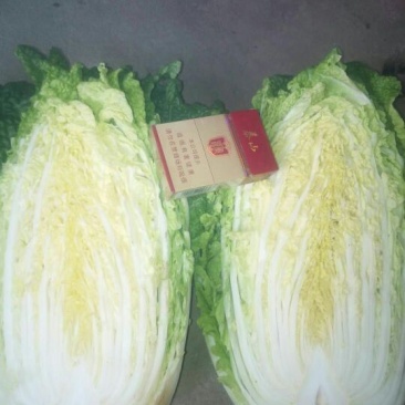 大白菜上市了
